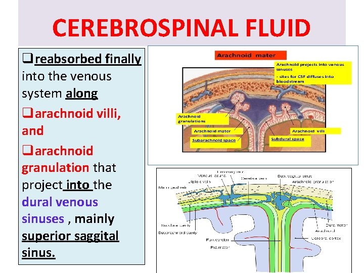 CEREBROSPINAL FLUID qreabsorbed finally into the venous system along qarachnoid villi, and qarachnoid granulation CEREBROSPINAL FLUID qreabsorbed finally into the venous system along qarachnoid villi, and qarachnoid granulation