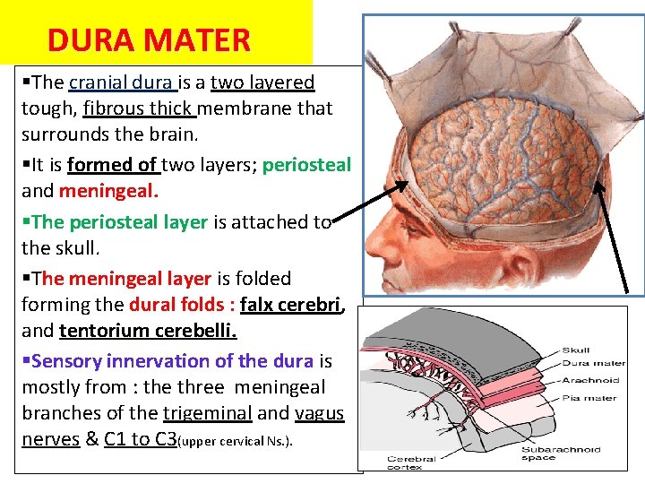 DURA MATER §The cranial dura is a two layered tough, fibrous thick membrane that DURA MATER §The cranial dura is a two layered tough, fibrous thick membrane that