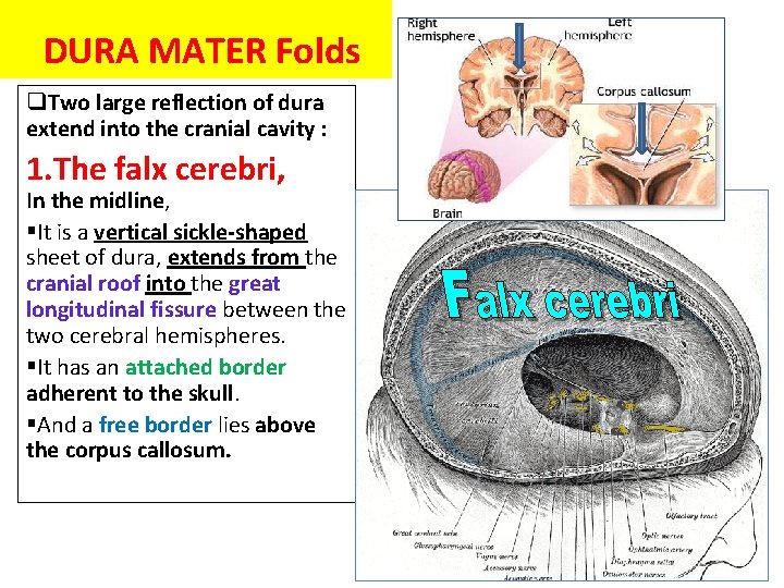 DURA MATER Folds q. Two large reflection of dura extend into the cranial cavity DURA MATER Folds q. Two large reflection of dura extend into the cranial cavity