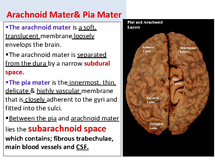 Arachnoid Mater& Pia Mater §The arachnoid mater is a soft, translucent membrane loosely envelops Arachnoid Mater& Pia Mater §The arachnoid mater is a soft, translucent membrane loosely envelops