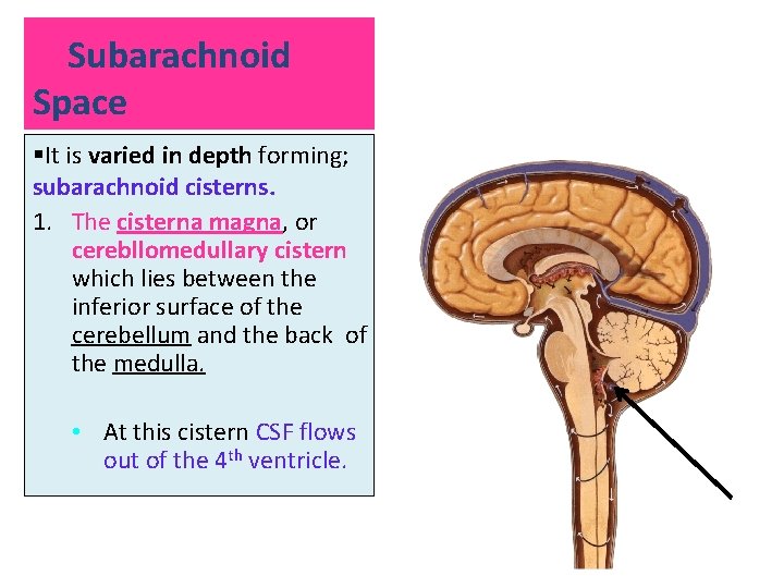 Subarachnoid Space §It is varied in depth forming; subarachnoid cisterns. 1. The cisterna magna, Subarachnoid Space §It is varied in depth forming; subarachnoid cisterns. 1. The cisterna magna,