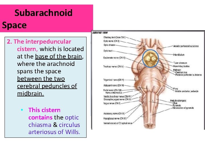 Subarachnoid Space 2. The interpeduncular cistern, which is located at the base of the Subarachnoid Space 2. The interpeduncular cistern, which is located at the base of the