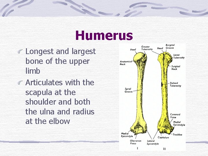 Humerus Longest and largest bone of the upper limb Articulates with the scapula at