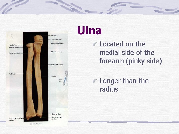 Ulna Located on the medial side of the forearm (pinky side) Longer than the