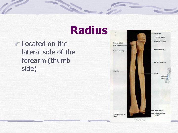 Radius Located on the lateral side of the forearm (thumb side) 