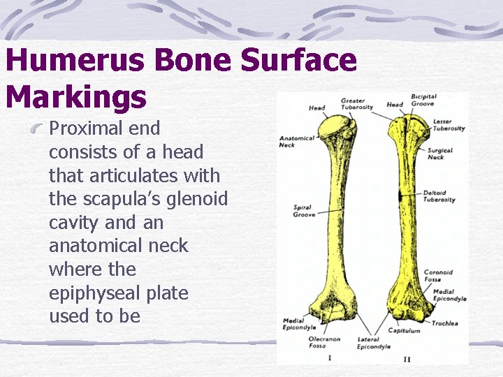 Humerus Bone Surface Markings Proximal end consists of a head that articulates with the