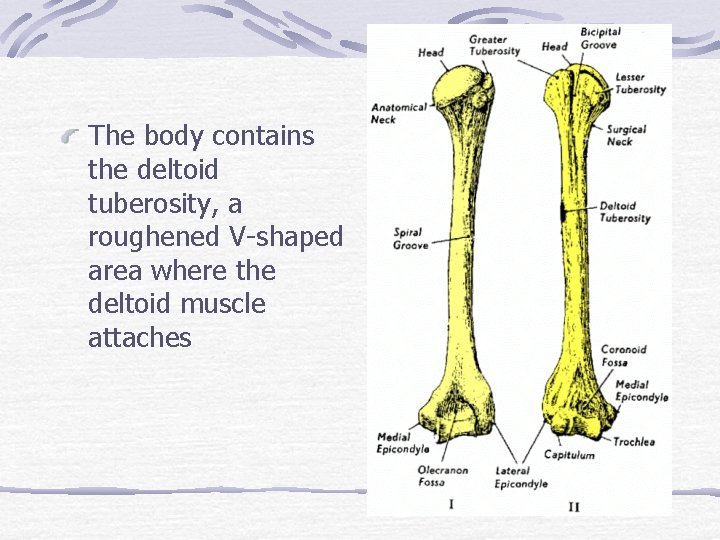 The body contains the deltoid tuberosity, a roughened V-shaped area where the deltoid muscle