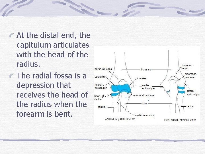 At the distal end, the capitulum articulates with the head of the radius. The