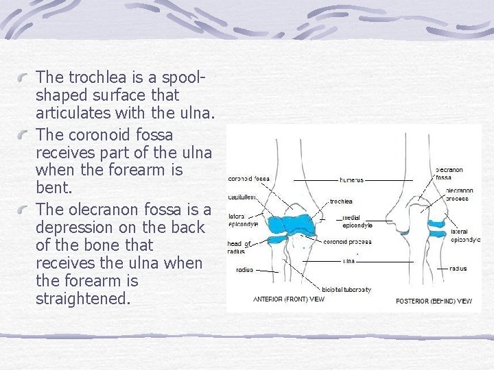 The trochlea is a spoolshaped surface that articulates with the ulna. The coronoid fossa