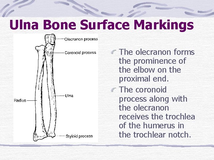 Ulna Bone Surface Markings The olecranon forms the prominence of the elbow on the