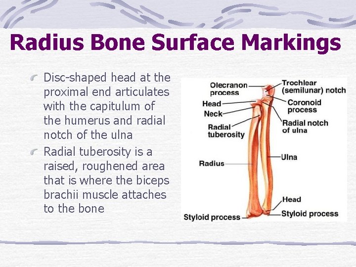 Radius Bone Surface Markings Disc-shaped head at the proximal end articulates with the capitulum