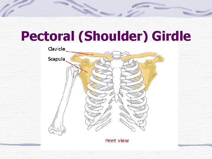 Pectoral (Shoulder) Girdle 