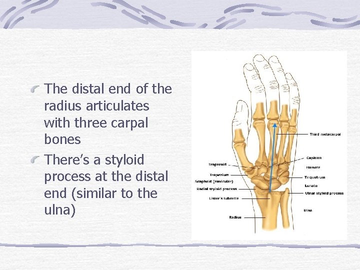 The distal end of the radius articulates with three carpal bones There’s a styloid
