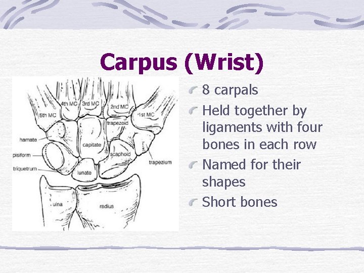 Carpus (Wrist) 8 carpals Held together by ligaments with four bones in each row