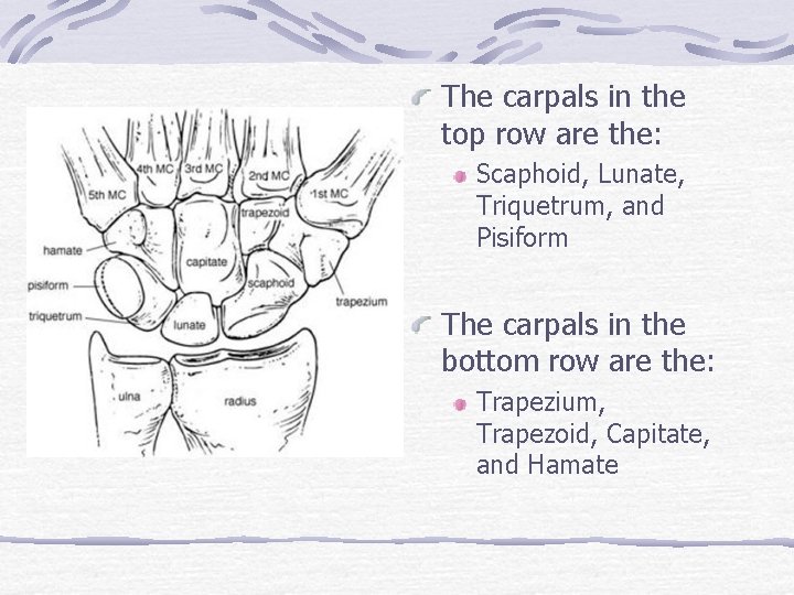 The carpals in the top row are the: Scaphoid, Lunate, Triquetrum, and Pisiform The