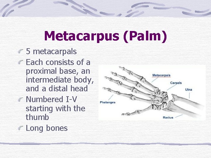 Metacarpus (Palm) 5 metacarpals Each consists of a proximal base, an intermediate body, and