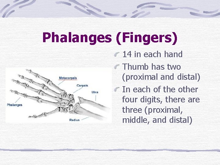 Phalanges (Fingers) 14 in each hand Thumb has two (proximal and distal) In each