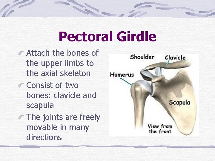 Pectoral Girdle Attach the bones of the upper limbs to the axial skeleton Consist