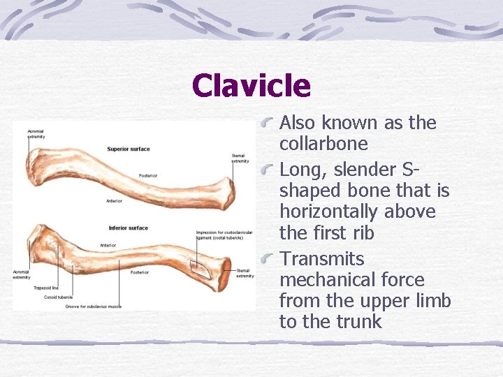 Clavicle Also known as the collarbone Long, slender Sshaped bone that is horizontally above