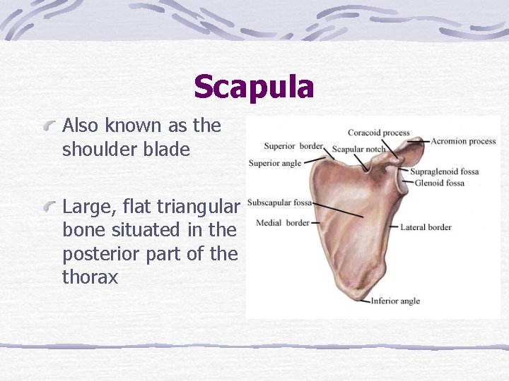 Scapula Also known as the shoulder blade Large, flat triangular bone situated in the