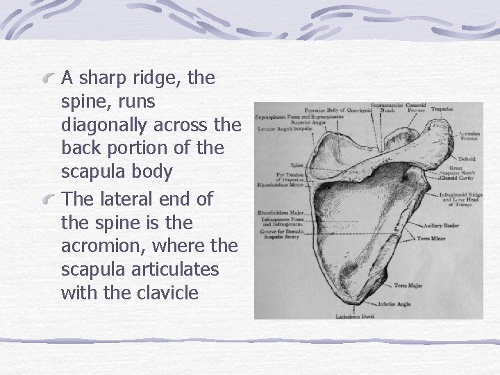 A sharp ridge, the spine, runs diagonally across the back portion of the scapula