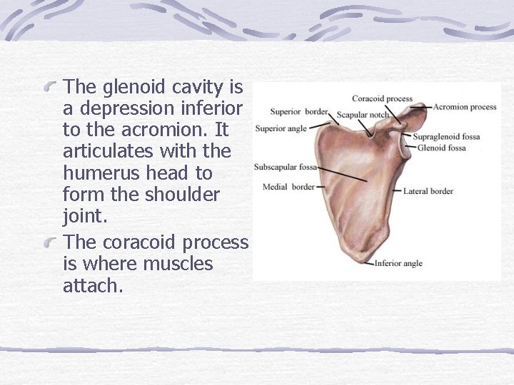 The glenoid cavity is a depression inferior to the acromion. It articulates with the
