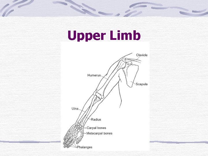 Upper Limb 