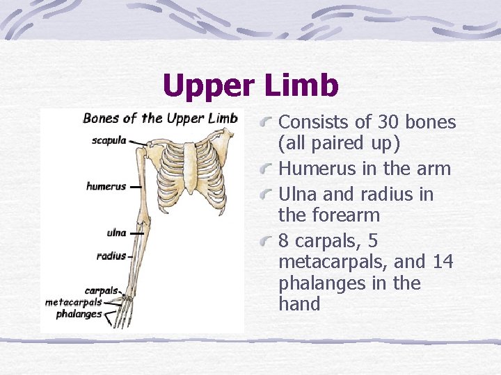 Upper Limb Consists of 30 bones (all paired up) Humerus in the arm Ulna