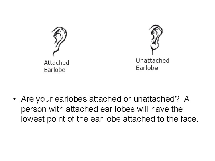  • Are your earlobes attached or unattached? A person with attached ear lobes