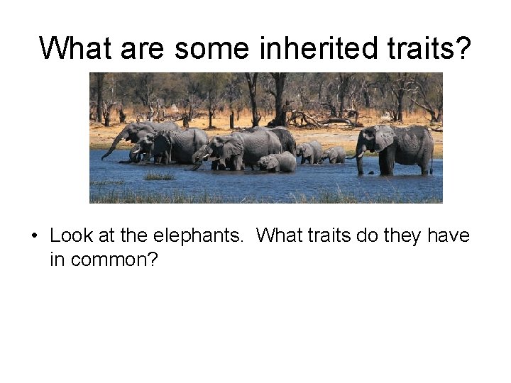 What are some inherited traits? • Look at the elephants. What traits do they
