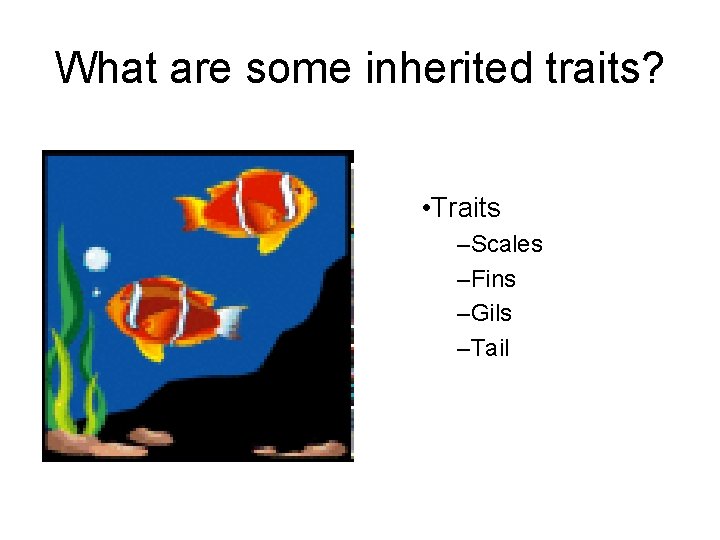 What are some inherited traits? • Traits –Scales –Fins –Gils –Tail 