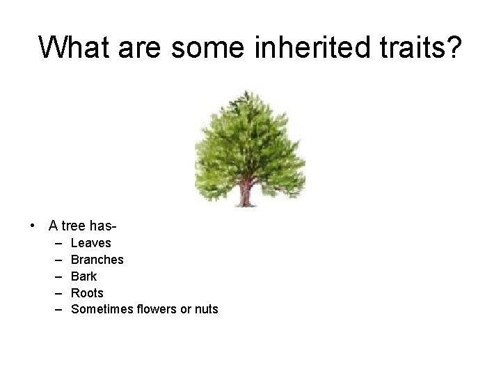 What are some inherited traits? • A tree has– – – Leaves Branches Bark