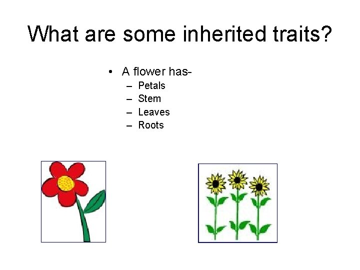 What are some inherited traits? • A flower has– – Petals Stem Leaves Roots