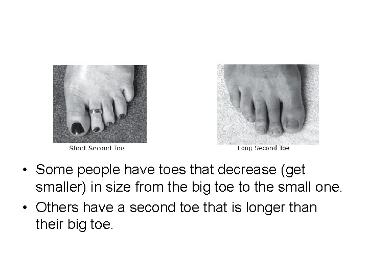  • Some people have toes that decrease (get smaller) in size from the