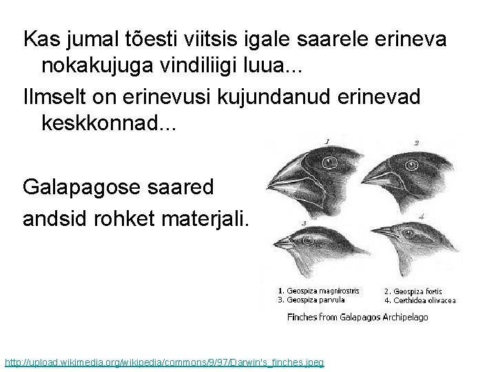 Kas jumal tõesti viitsis igale saarele erineva nokakujuga vindiliigi luua. . . Ilmselt on