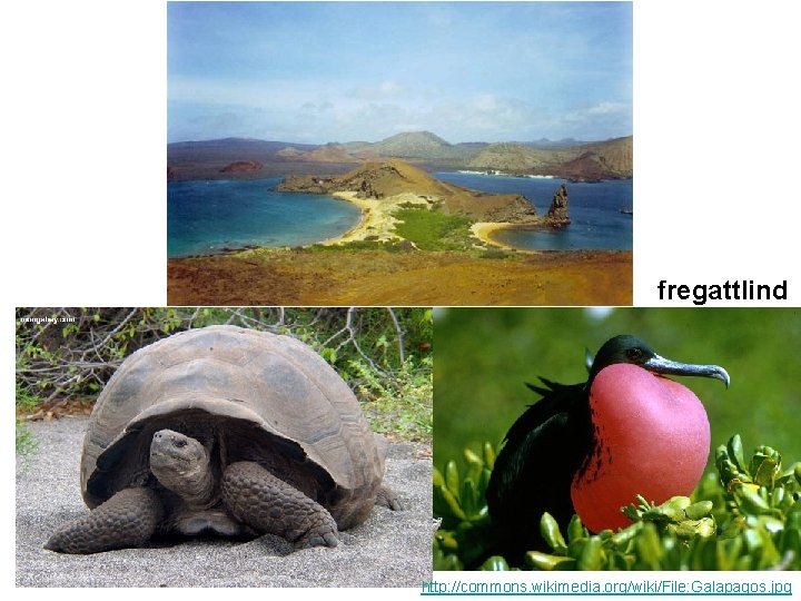 fregattlind http: //commons. wikimedia. org/wiki/File: Galapagos. jpg 