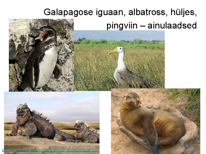 Galapagose iguaan, albatross, hüljes, pingviin – ainulaadsed http: //commons. wikimedia. org/wiki/File: Galapagos. jpg 