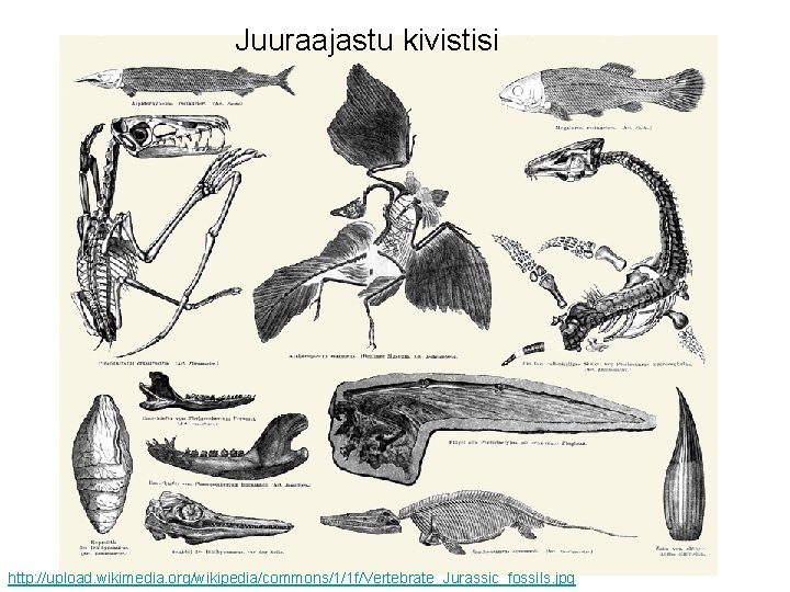 Juuraajastu kivistisi http: //upload. wikimedia. org/wikipedia/commons/1/1 f/Vertebrate_Jurassic_fossils. jpg 