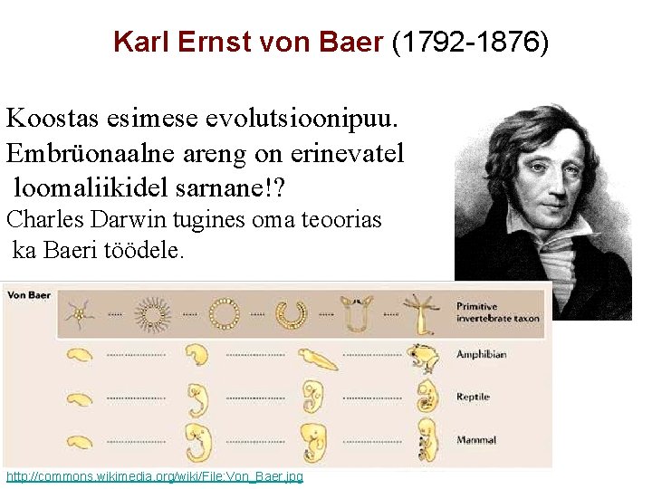 Karl Ernst von Baer (1792 -1876) Koostas esimese evolutsioonipuu. Embrüonaalne areng on erinevatel loomaliikidel