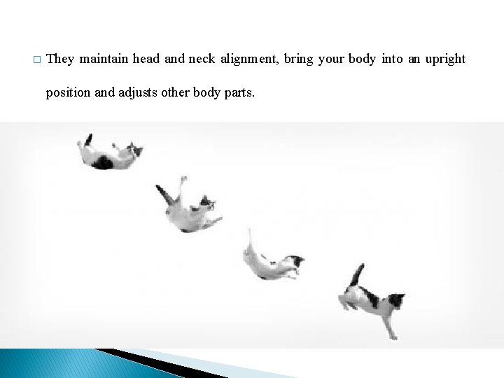 � They maintain head and neck alignment, bring your body into an upright position
