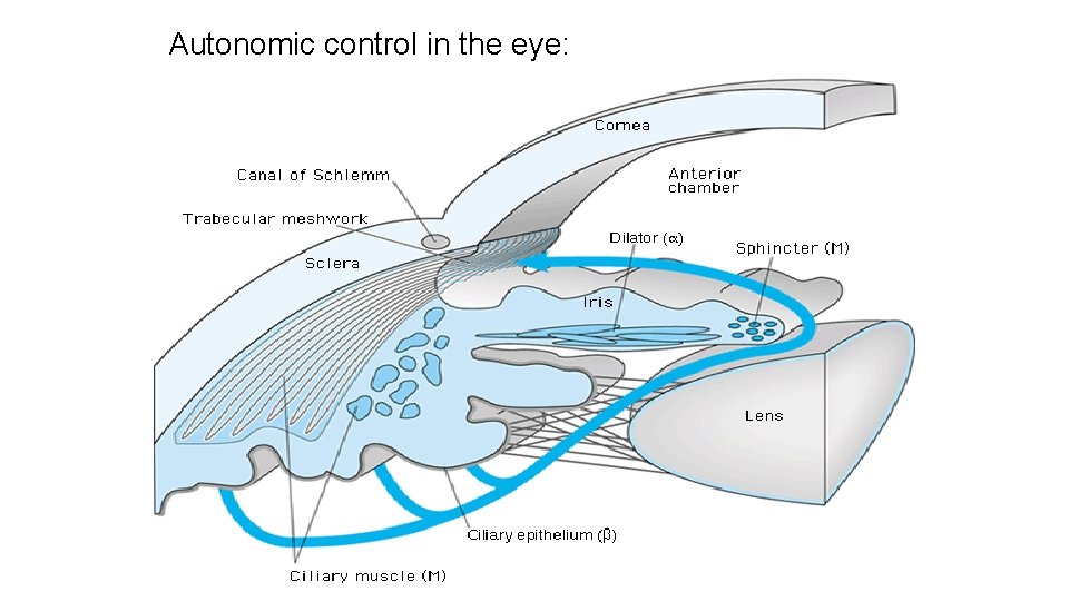 Autonomic control in the eye: 
