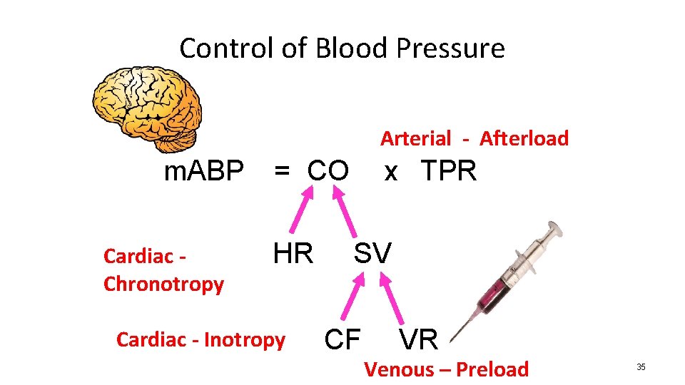 Control of Blood Pressure Arterial - Afterload m. ABP Cardiac Chronotropy = CO HR