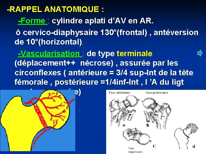 -RAPPEL ANATOMIQUE : -Forme : cylindre aplati d’AV en AR. ô cervico-diaphysaire 130°(frontal) ,