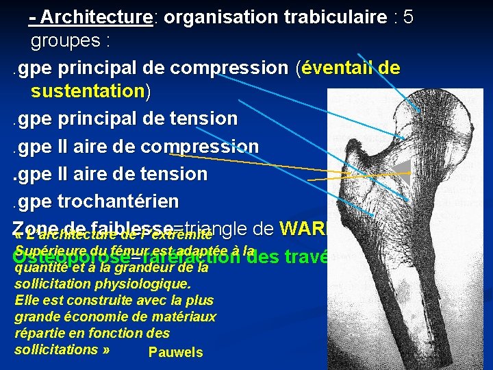 - Architecture: organisation trabiculaire : 5 groupes : . gpe principal de compression (éventail