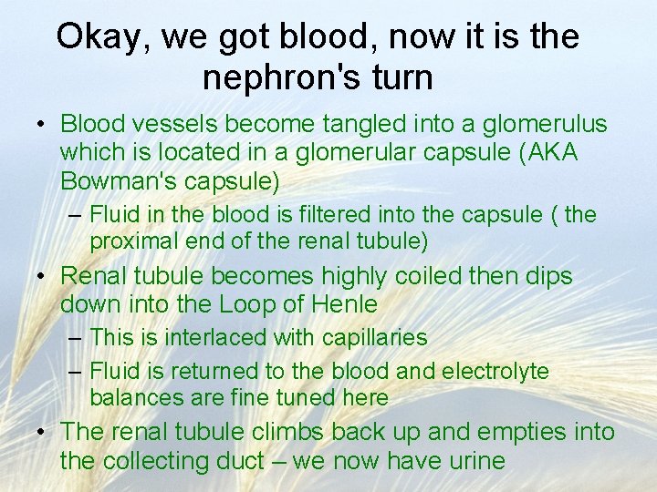 Okay, we got blood, now it is the nephron's turn • Blood vessels become