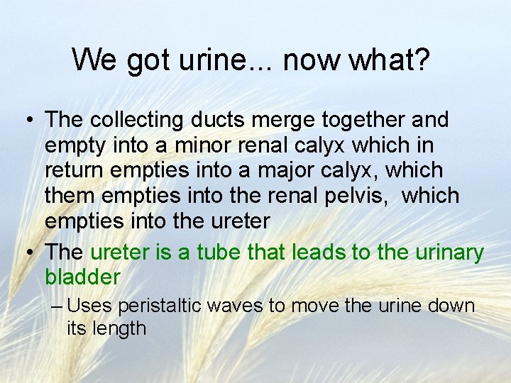 We got urine. . . now what? • The collecting ducts merge together and