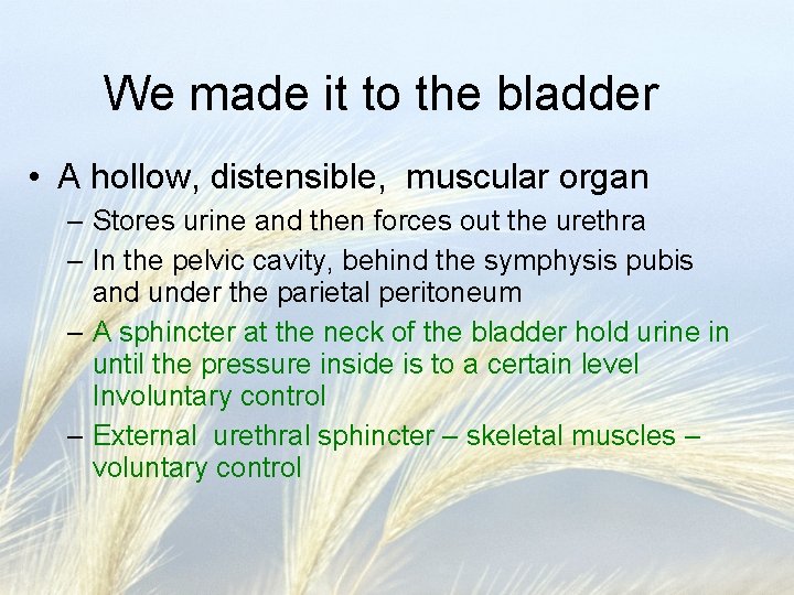 We made it to the bladder • A hollow, distensible, muscular organ – Stores