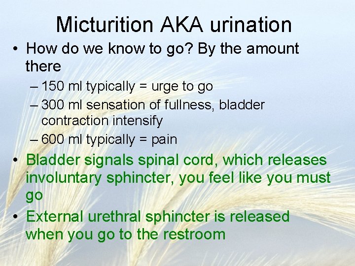 Micturition AKA urination • How do we know to go? By the amount there