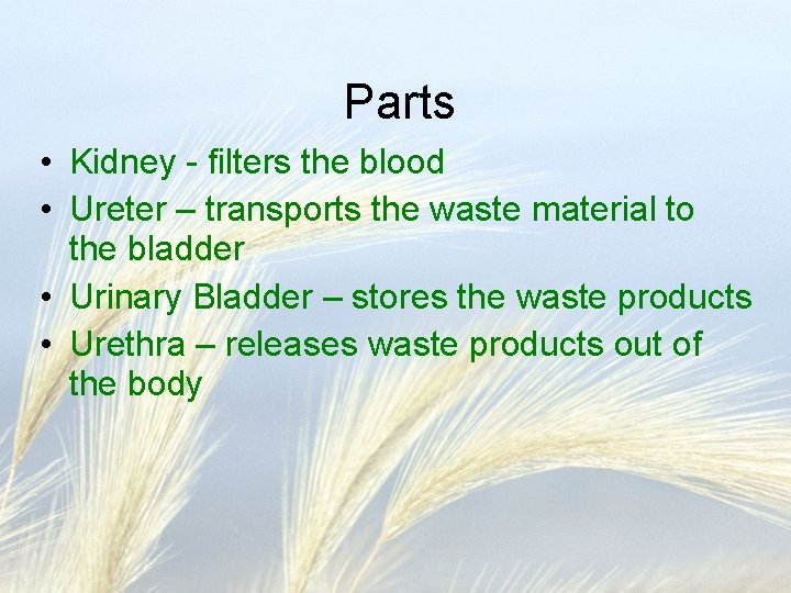 Parts • Kidney - filters the blood • Ureter – transports the waste material