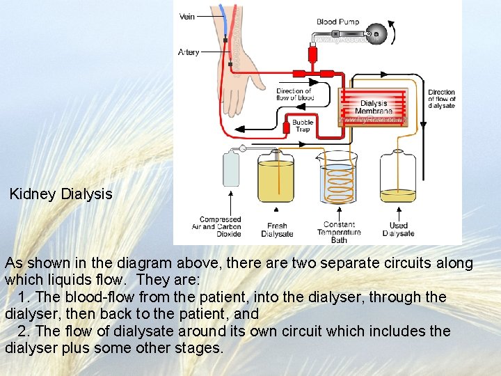 Kidney Dialysis As shown in the diagram above, there are two separate circuits along